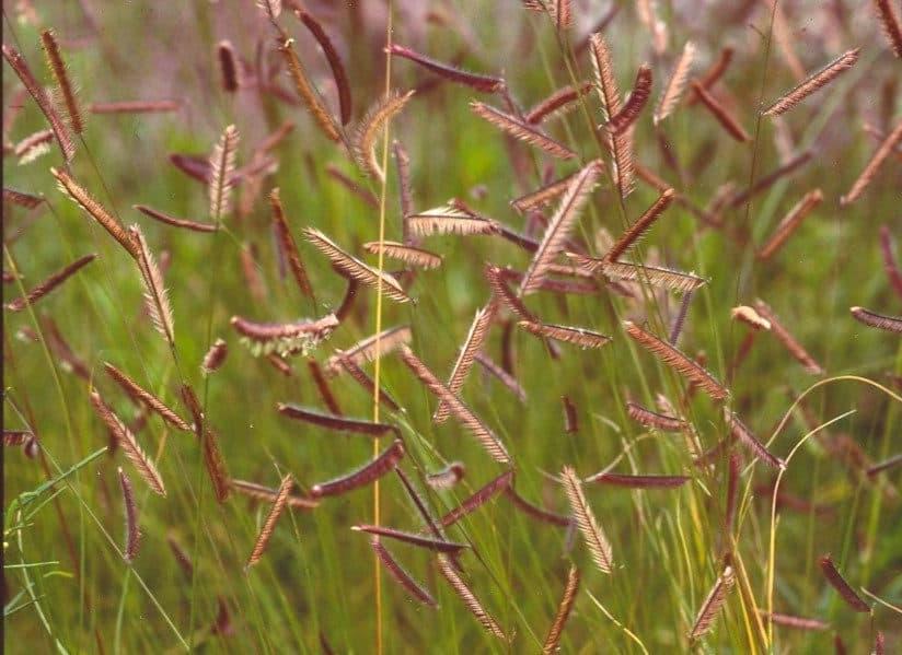 Plants growing in a field